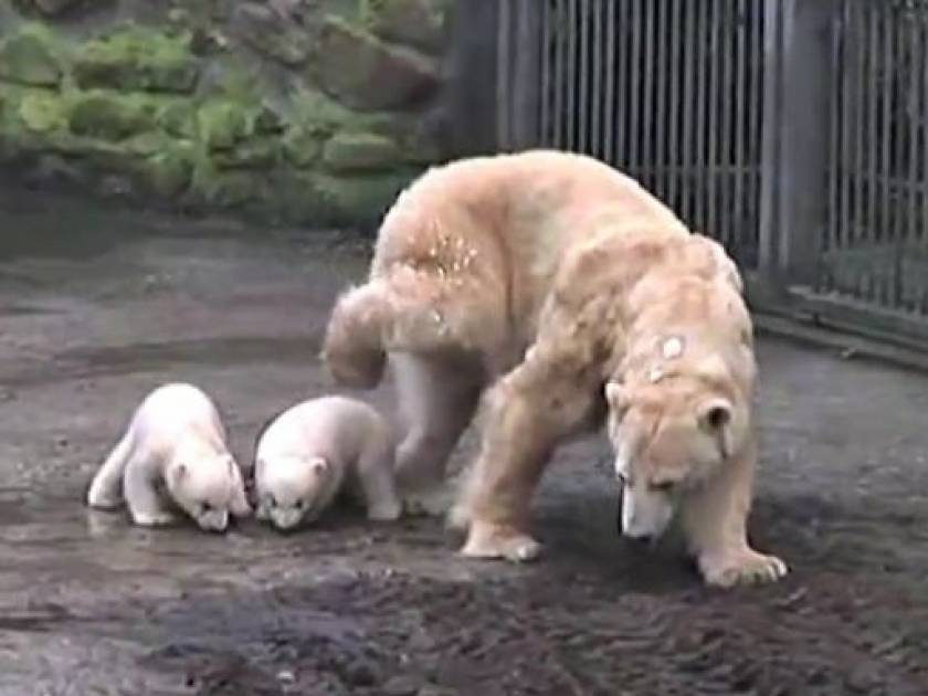 Βίντεο: Δυο αρκουδάκια βγήκαν για πρώτη φορά από την σπηλιά