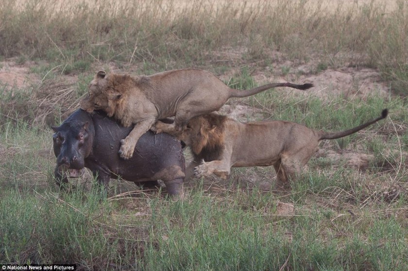 Λιοντάρια εναντίον ιπποπόταμου (φωτο)