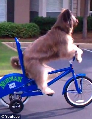 Ο σκύλος που κάνει ποδήλατο  