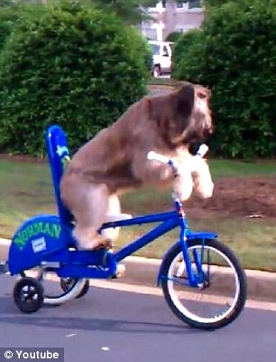 Ο σκύλος που κάνει ποδήλατο  