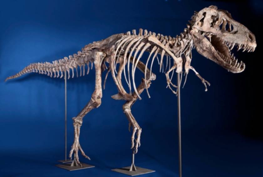 Σκελετός τυραννόσαυρου βγήκε στο «σφυρί»