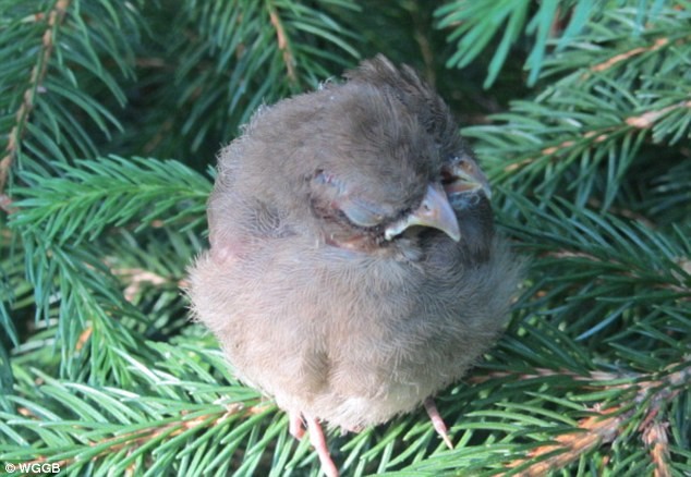 Ένα πουλί με δυο κεφάλια (φωτο)