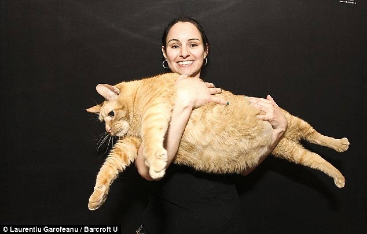 Ο πιο χοντρός γάτος του κόσμου