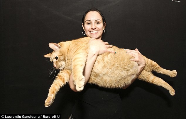 Ο πιο χοντρός γάτος του κόσμου  