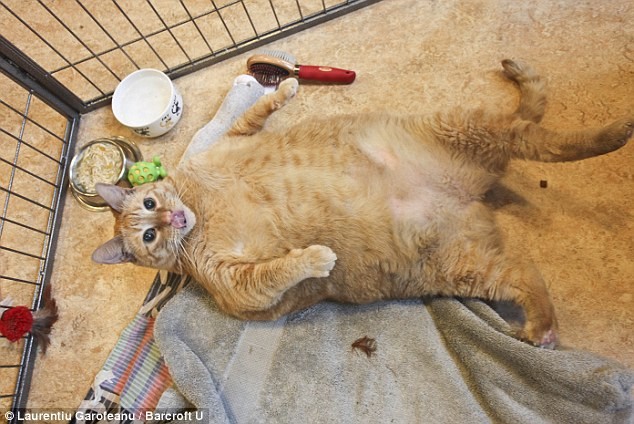 Ο πιο χοντρός γάτος του κόσμου  