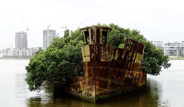 Το πλοίο που έγινε δάσος (φωτο)