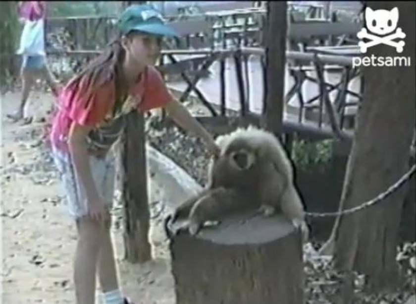 Βίντεο: Η μαϊμού θέλει χάιδεμα