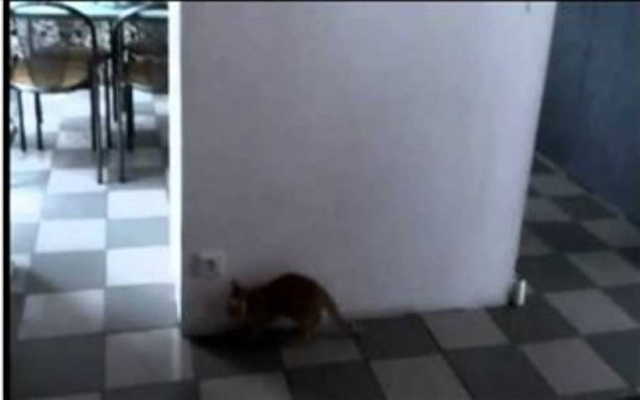 ΒΙΝΤΕΟ: Γάτα έπεσε στη παγίδα που έστησε!