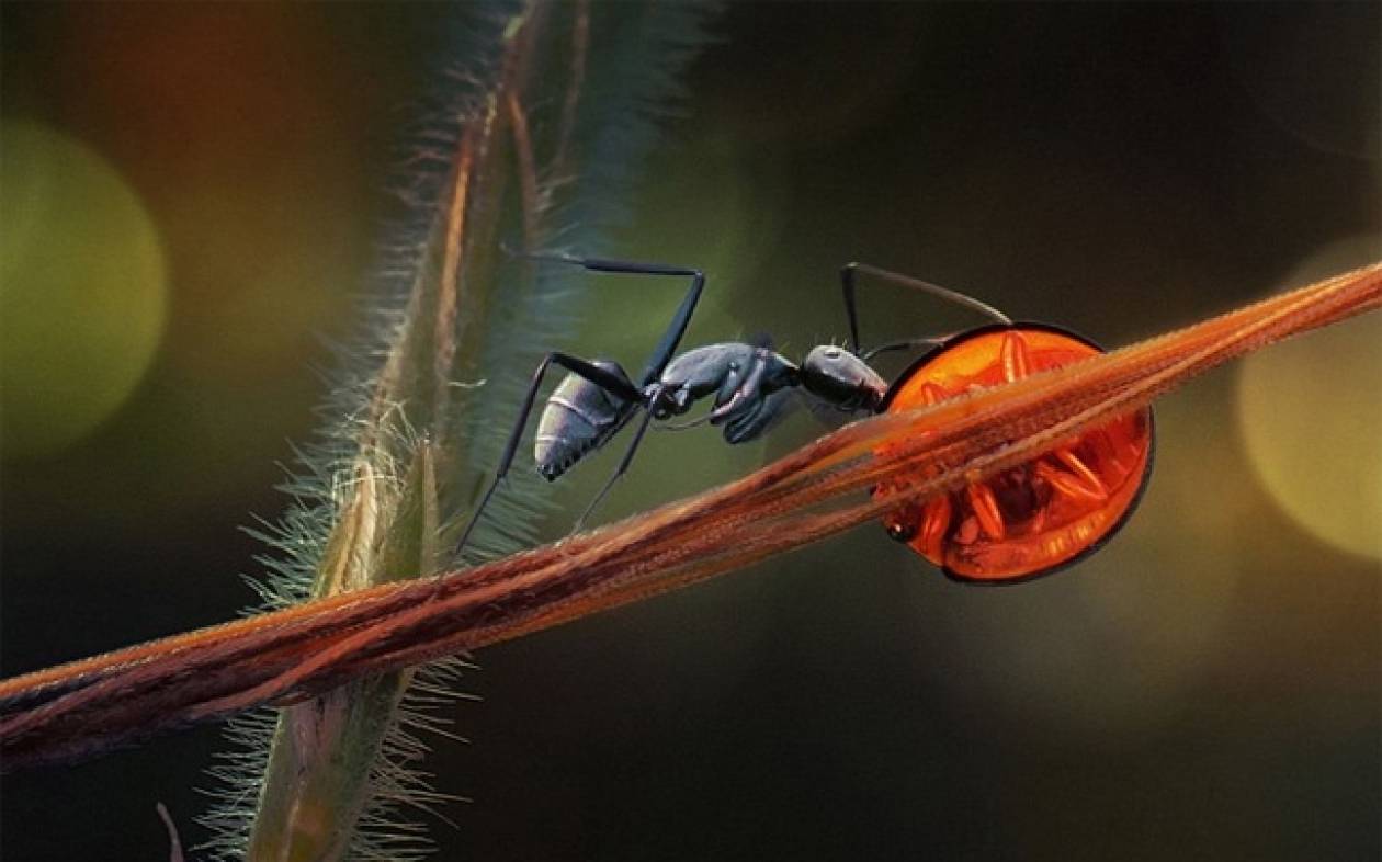 Φωτογραφίες από τον κόσμο των εντόμων
