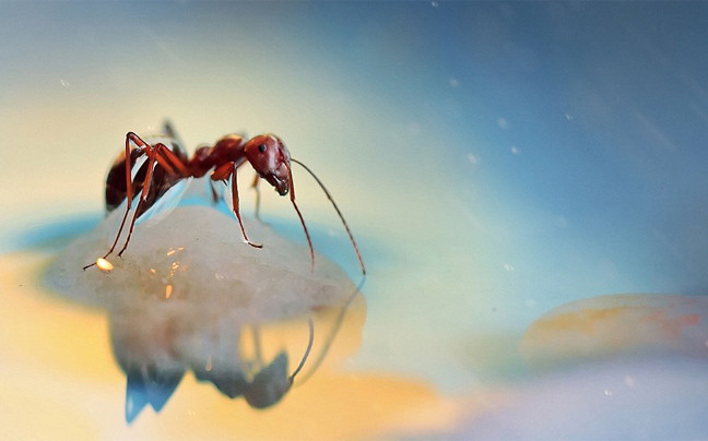 Φωτογραφίες από τον κόσμο των εντόμων  