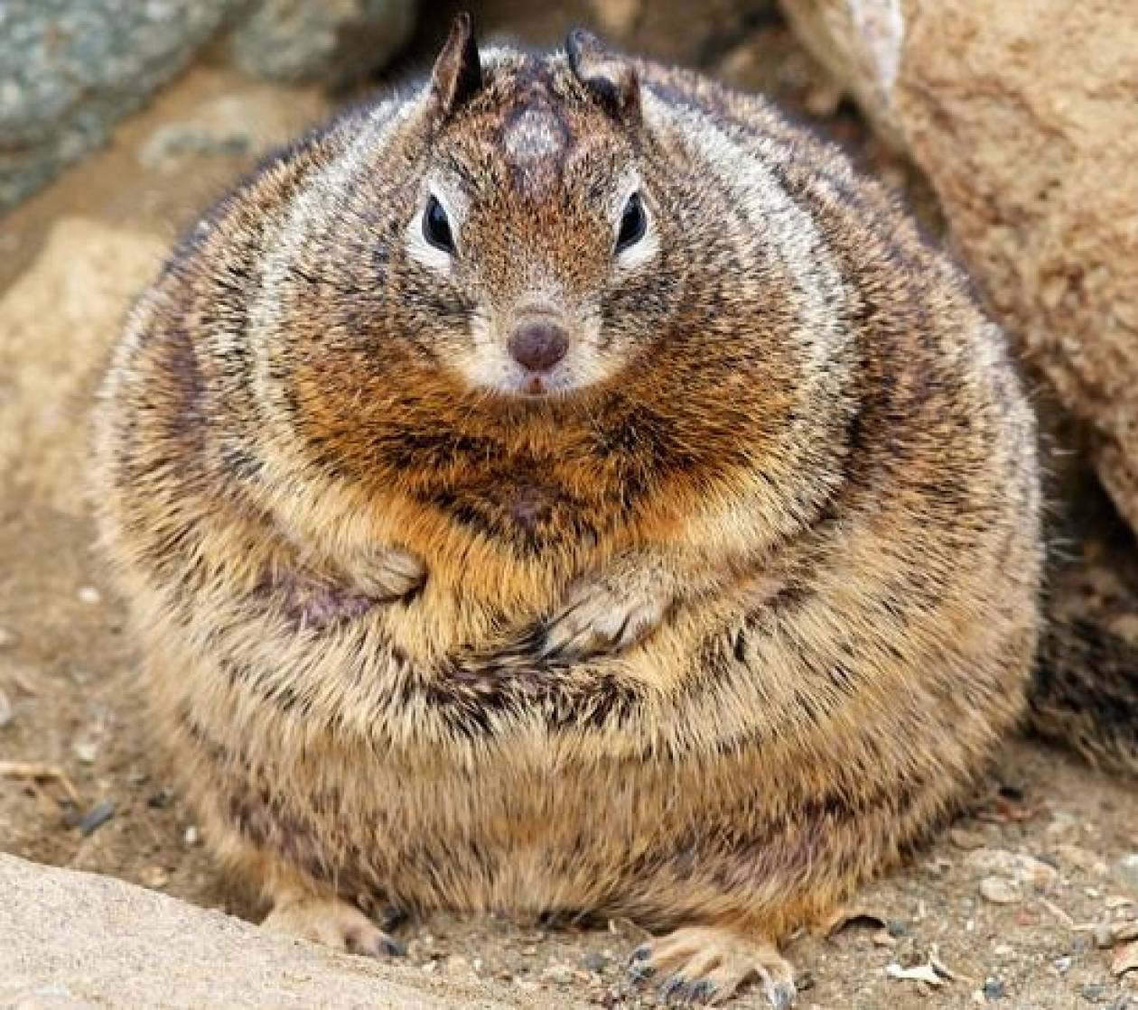 Τα πιο χοντρά ζώα στον κόσμο