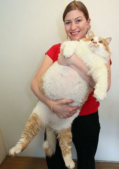 Τα πιο χοντρά ζώα στον κόσμο 