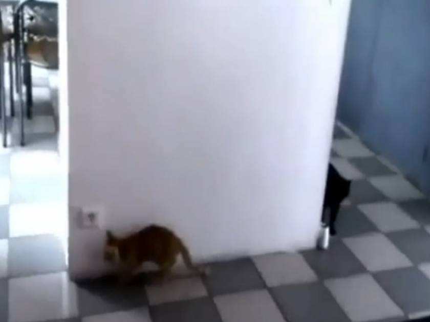 Ξεκαρδιστικό βίντεο: Γατάκια-νίντζα παίζουν κρυφτό