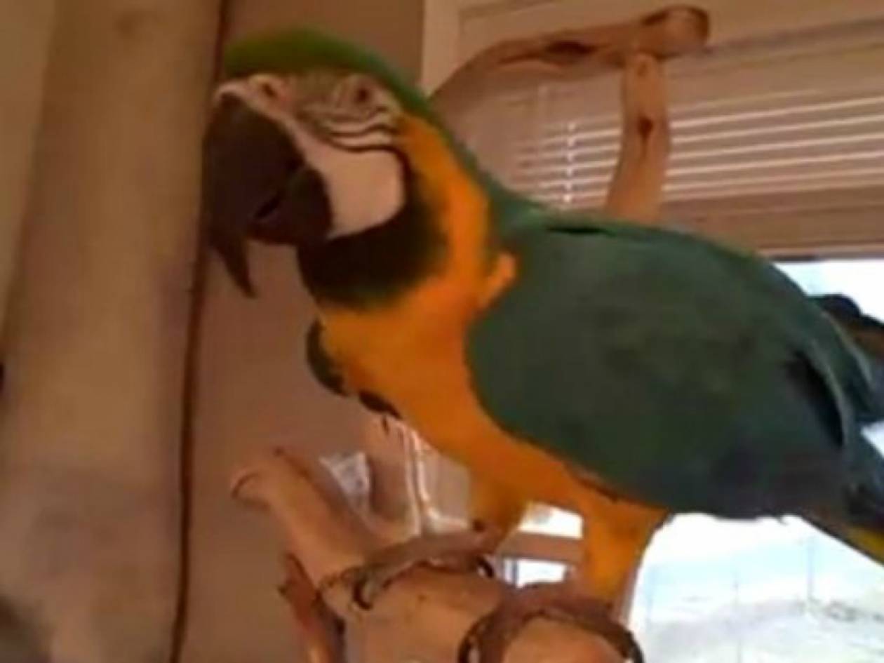 Απίστευτο βίντεο: Ο παπαγάλος που ξεκαρδίζεται