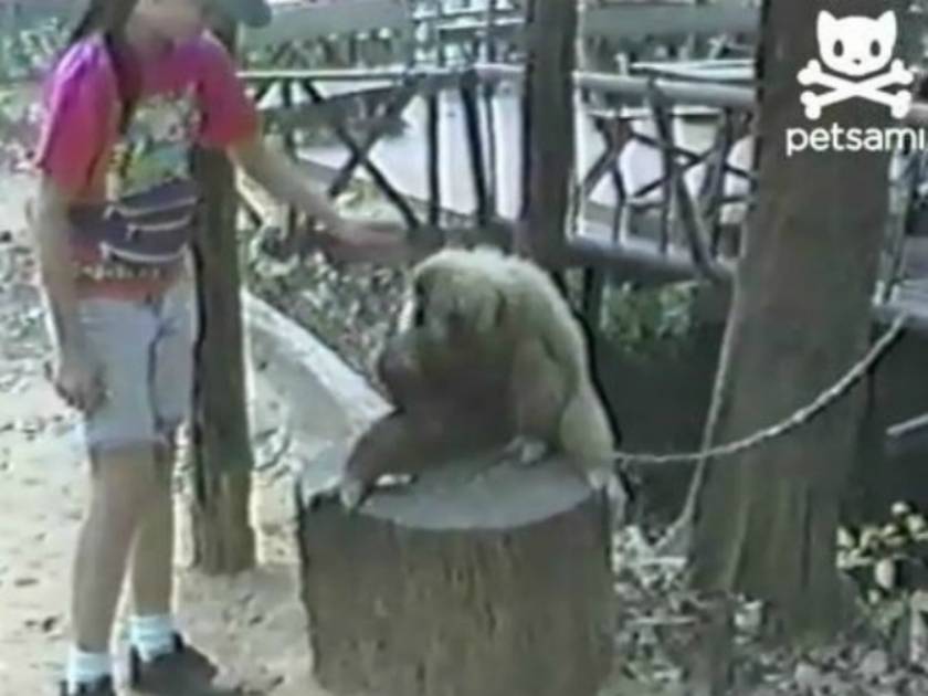 Βίντεο: Έκκληση μαϊμούς να την ξύσουν στο κεφάλι!