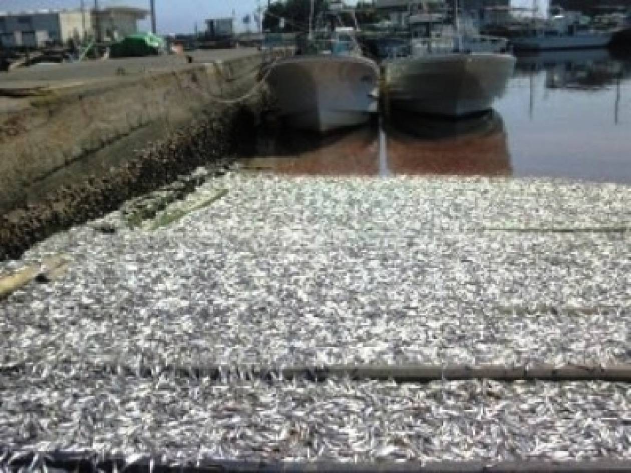 Σκηνές Αποκάλυψης στην Ιαπωνία! Τόνοι νεκρών ψαριών σε κόκκινη θάλασσα
