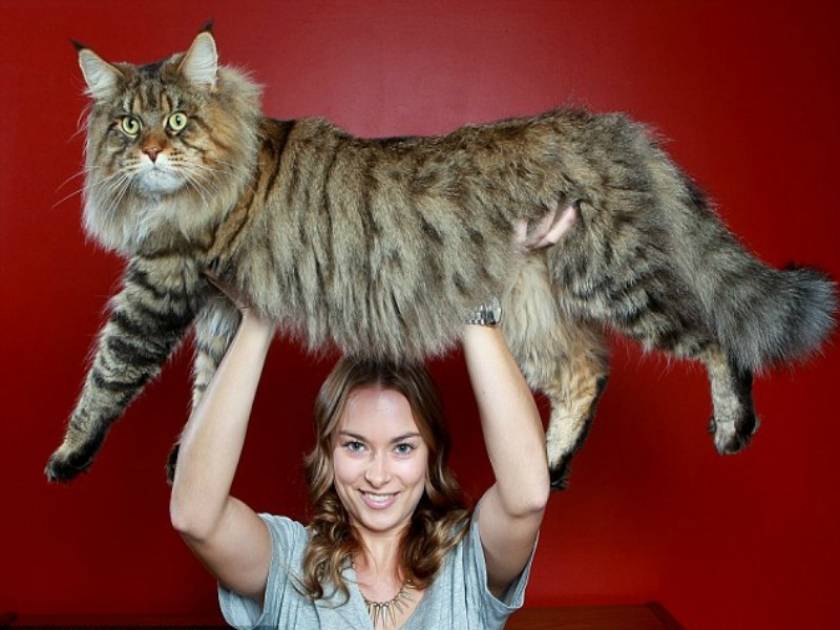 Απίστευτο: Γάτα-γίγας, βάρους 9 κιλών! (pics)