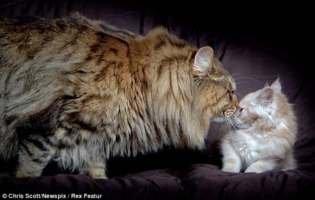 Απίστευτο: Γάτα-γίγας, βάρους 9 κιλών! (pics)