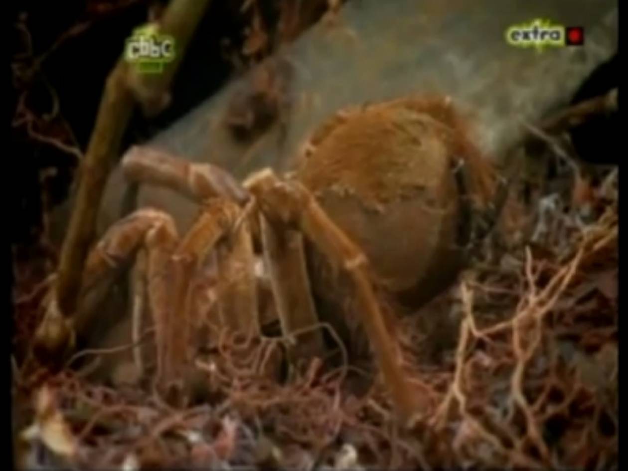 Ακατάλληλο βίντεο για...αραχνοφοβικούς: Η μεγαλύτερη αράχνη του κόσμου