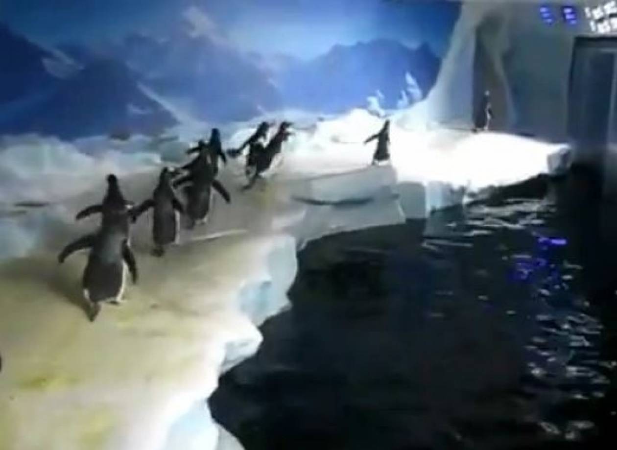 Βίντεο: Οι πιγκουίνοι παίζουν με το λέιζερ