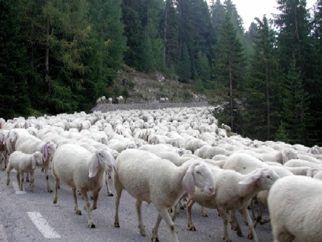 Βοσκός χτύπησε οδηγό γιατί τρόμαξε τα πρόβατα!