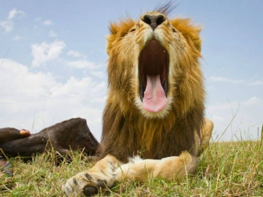 Βίντεο: Πλάνα λιονταριών που κόβουν την ανάσα!
