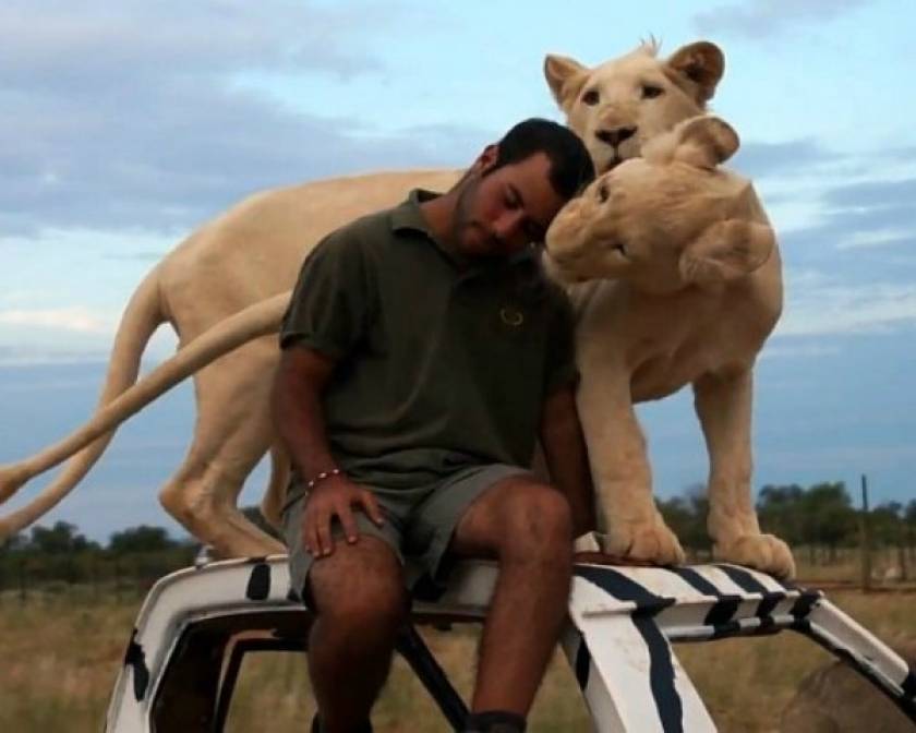 Βίντεο: Απίστευτη φιλία μεταξύ ανθρώπου και λιονταριών!