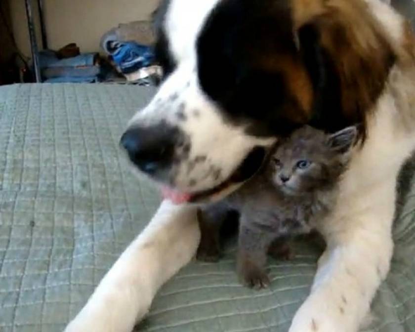 Βίντεο: Γατάκι σπάει τα νεύρα σε σκύλο Αγίου Βερνάρδου!