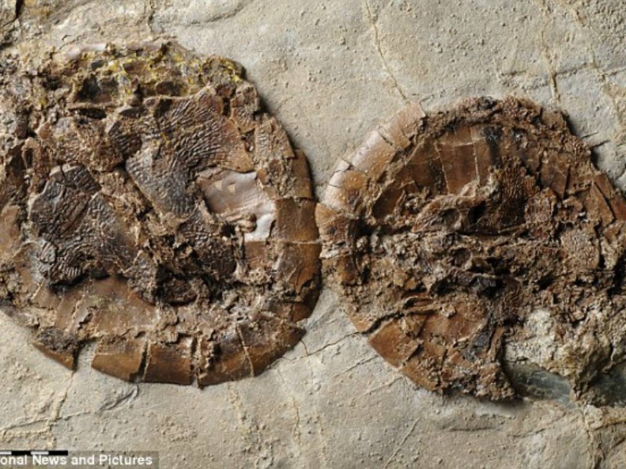 Χελώνες που πέθαναν στο σεξ 50 εκατ. χρόνια μετά!