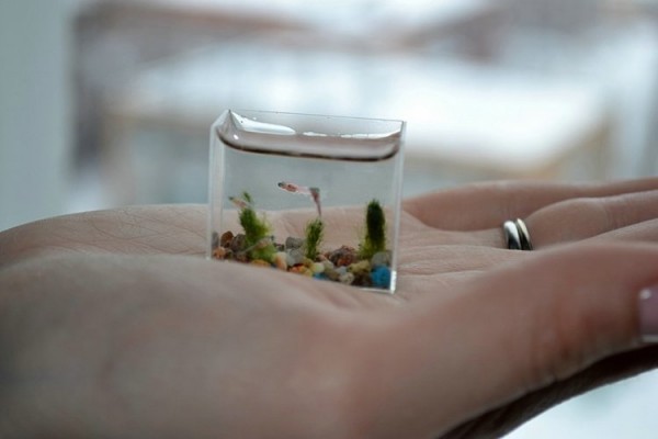 Το πιο μικρό ενυδρείο στον κόσμο 