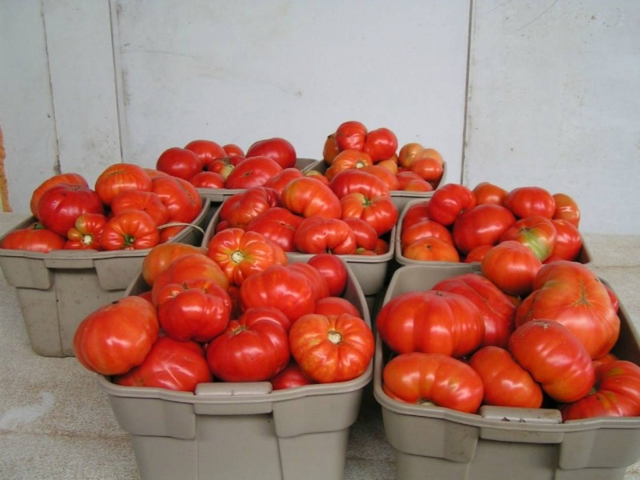 Κρήτη: Θα μοιραστούν άλλοι πέντε τόνοι ντομάτας