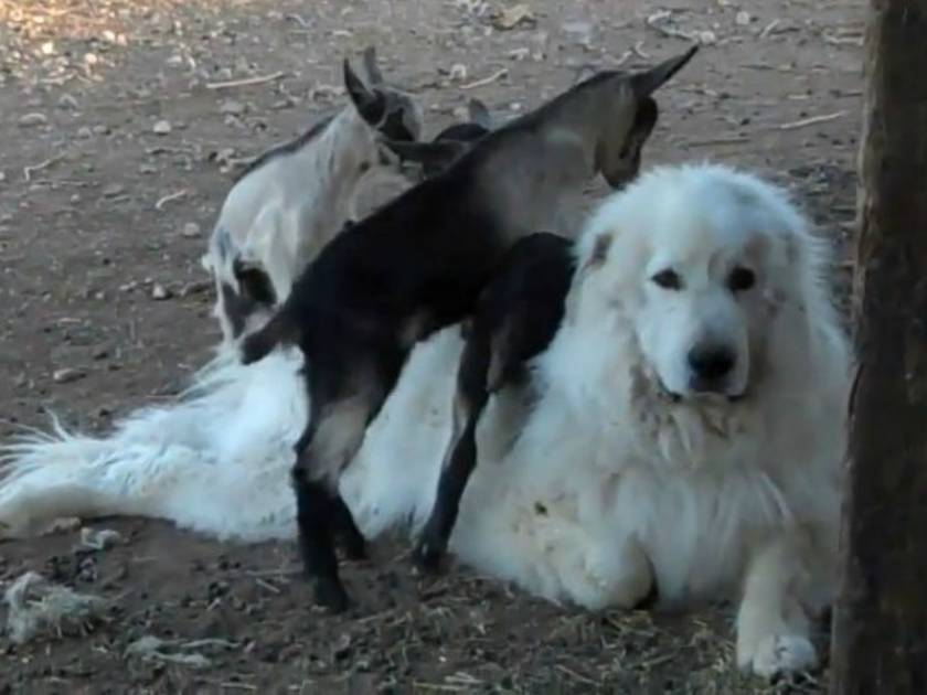 Βίντεο: Κατσικάκια σκαρφαλώνουν σε σκύλο!