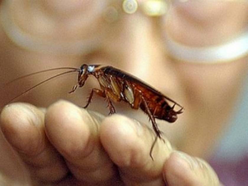Μύθος ή αλήθεια: Κατσαρίδες - Θα επιβιώσουν μιας πυρηνικής καταστροφής