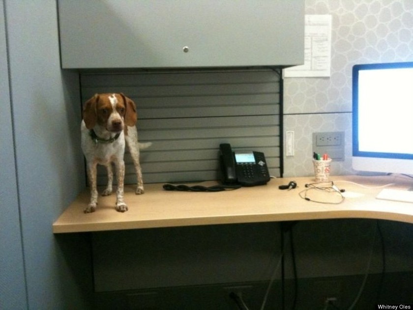 Όταν τα σκυλάκια πάνε γραφείο! (pics)