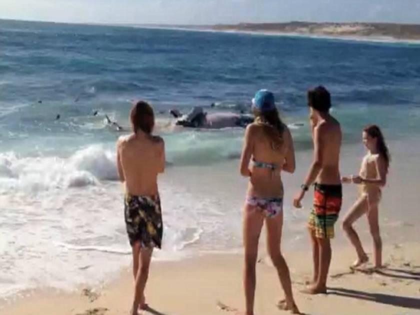 Βίντεο: 100 καρχαρίες κατασπαράζουν φάλαινα μπροστά σε σέρφερς!