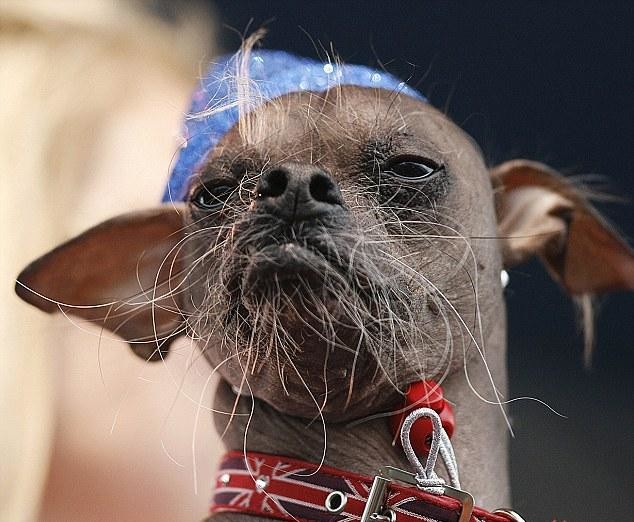 Δείτε: Αυτός είναι ο πιο άσχημος σκύλος στον κόσμο! (pics)