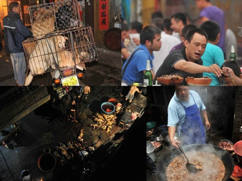 ΣΟΚ: Σερβίρουν για κυρίως γεύμα… σκυλιά! (vid + pics)