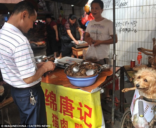 ΣΟΚ: Σερβίρουν για κυρίως γεύμα… σκυλιά! (vid + pics)