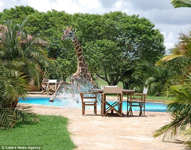 Καμηλοπάρδαλη κάνει βουτιές σε πισίνα! (pics)