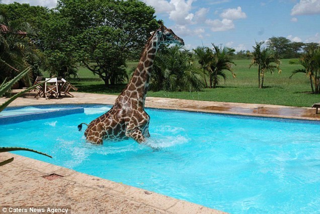 Καμηλοπάρδαλη κάνει βουτιές σε πισίνα! (pics)