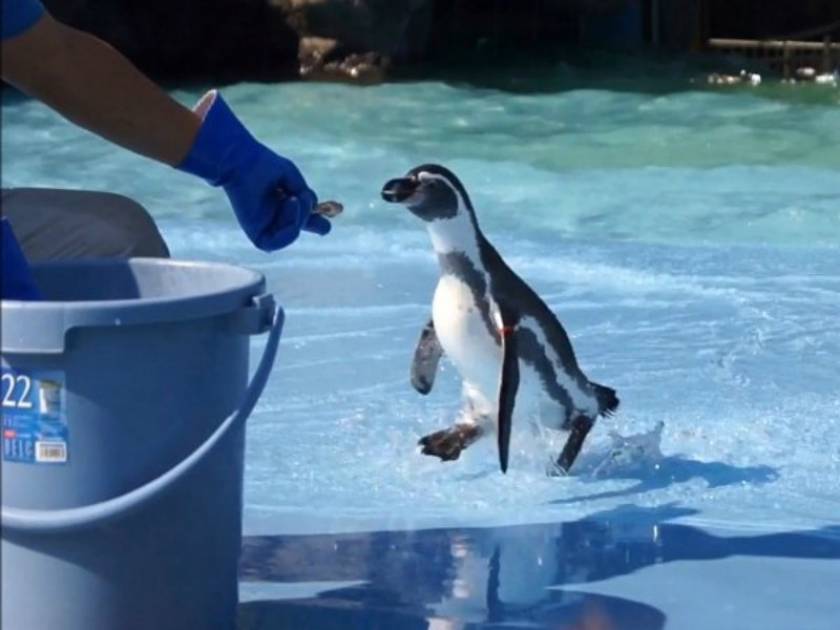 Tαϊζοντας τον πιο φοβιτσιάρη πιγκουίνο του κόσμου (vid)