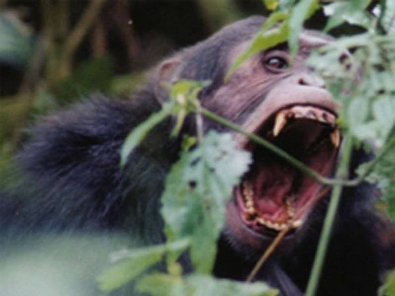 Νότια Αφρική: Χιμπατζήδες τραυμάτισαν σοβαρά ξεναγό πάρκου