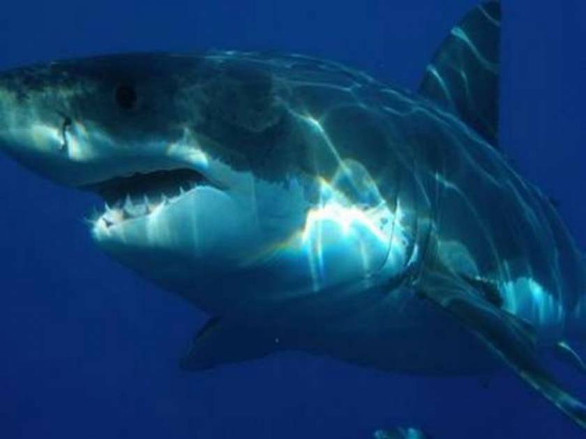 20 πράγματα πιο θανατηφόρα από έναν καρχαρία!
