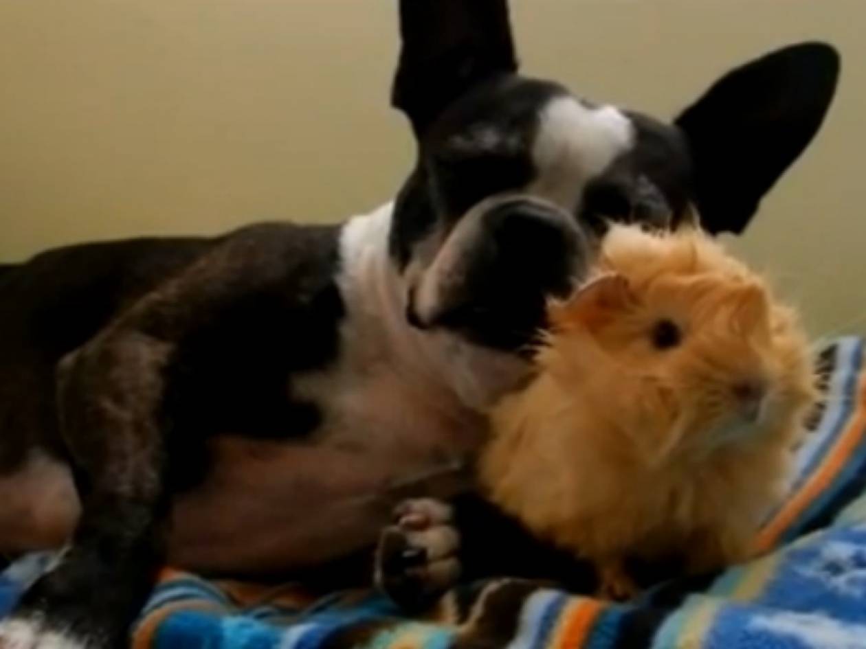 Όταν ένας σκύλος και ένα ποντικάκι γίνονται φίλοι! (vid)