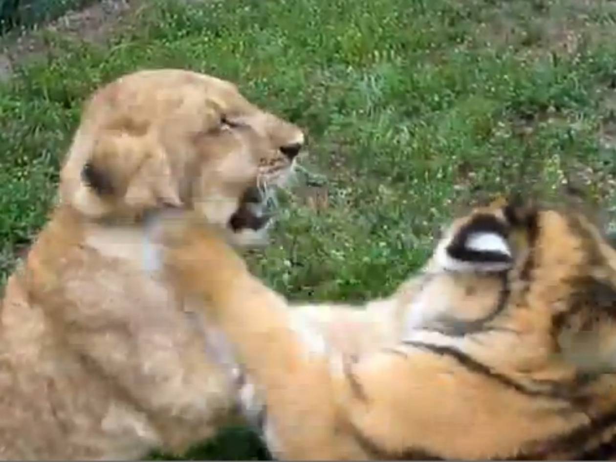 Τρύφερο βίντεο: Λιονταράκι και τιγράκι κάνουν παιχνίδια