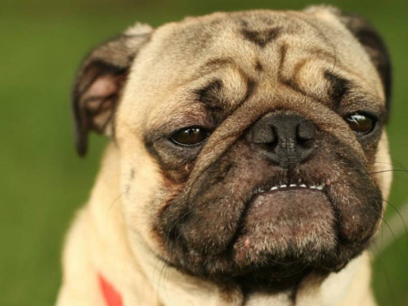 Απίστευτες φωτογραφίες: Σκυλάκια με παραπονεμένο ύφος!