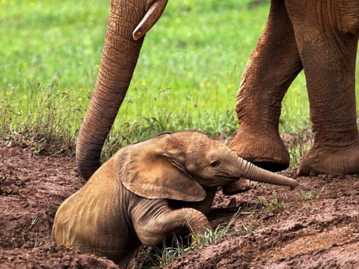 Εκπληκτικό: Μαμά ελεφαντίνα διασώζει το μωρό της (pics)