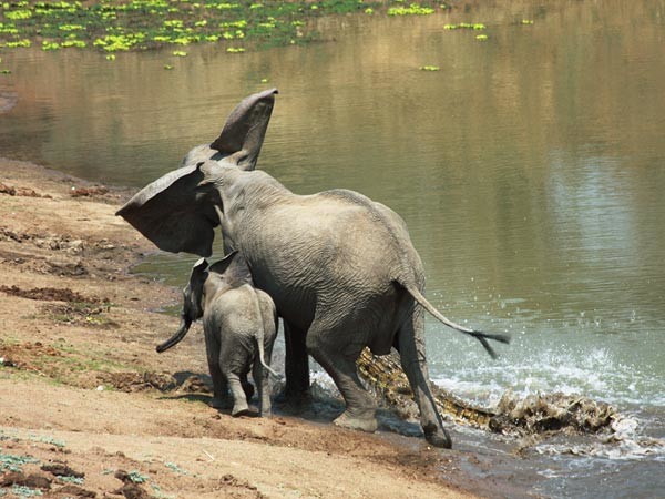 Ελεφαντάκι σώζει τη μητέρα του από κροκόδειλο (φωτο)
