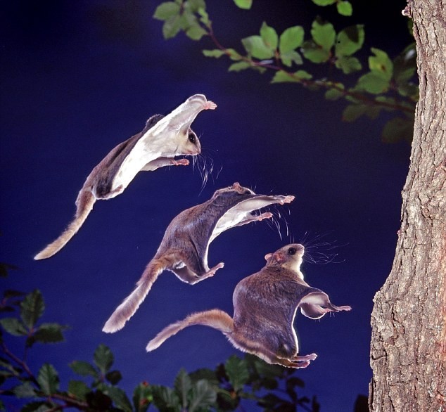 Οι σκίουροι που πετούν (φωτο)