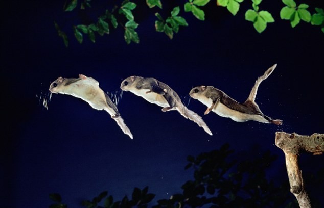 Οι σκίουροι που πετούν (φωτο)
